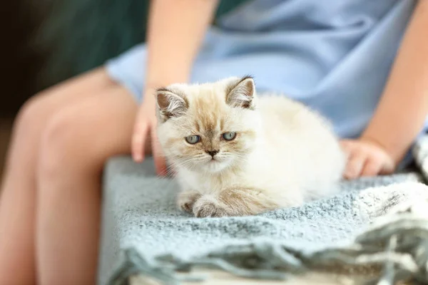 Niedliches, flauschiges Kätzchen mit Herrchen zu Hause — Stockfoto