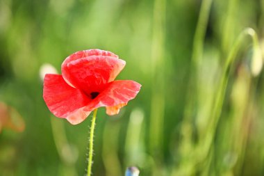 Yeşil alanda güzel kırmızı haşhaş çiçeği