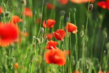 Yeşil alanda güzel kırmızı haşhaş çiçekler