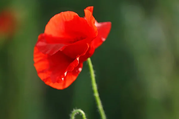 Bela flor de papoula vermelha no campo verde — Fotografia de Stock