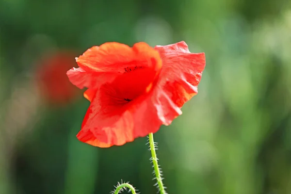 緑のフィールドで美しい赤いケシの花 — ストック写真