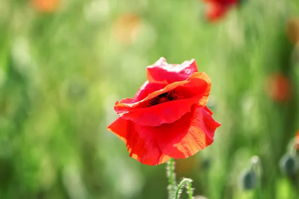 Beautiful red poppy flower in green field — Stock Photo, Image