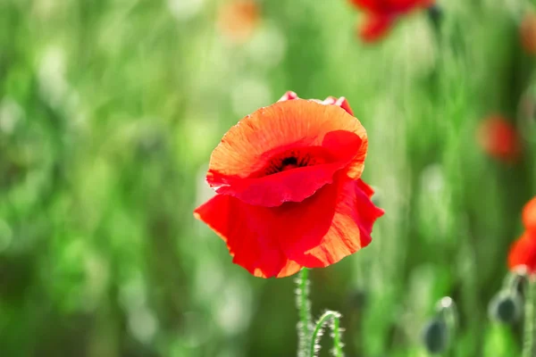 Beautiful red poppy flower in green field — Stock Photo, Image