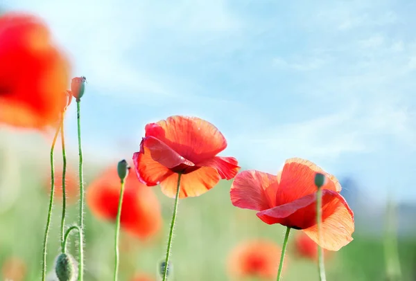 Beautiful red poppy flowers in green field — Stock Photo, Image