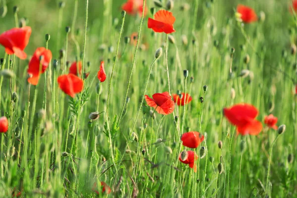 Beautiful red poppy flowers in green field — Stock Photo, Image