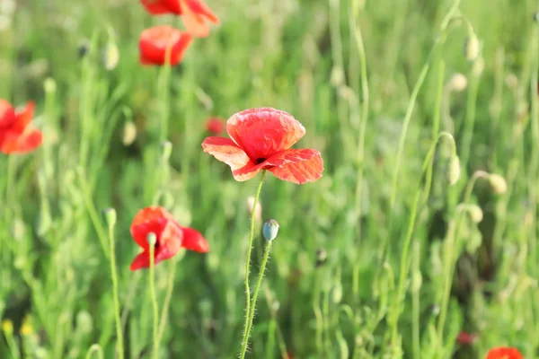 緑のフィールドで美しい赤いケシの花 — ストック写真