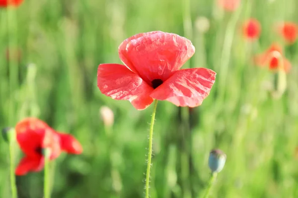 Beautiful red poppy flowers in green field — Stock Photo, Image