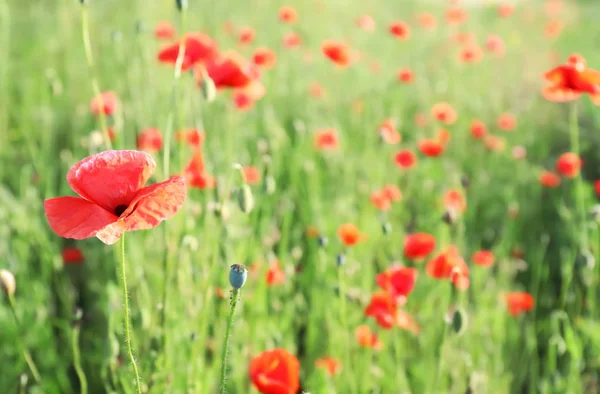Beautiful red poppy flowers in green field — Stock Photo, Image