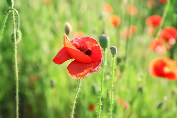 緑のフィールドで美しい赤いケシの花 — ストック写真