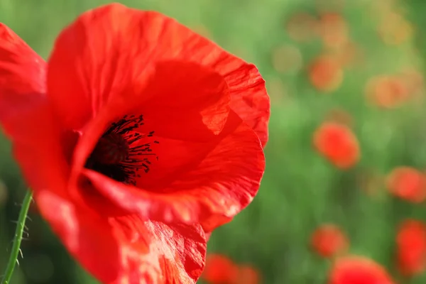 Beautiful red poppy flower in green field, closeup — Stock Photo, Image