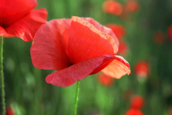 野原の美しい赤いケシの花 — ストック写真