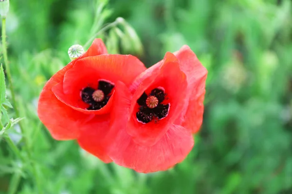 緑のフィールドで美しい赤いケシの花 — ストック写真