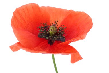 Beyaz arka plan üzerinde güzel kırmızı haşhaş çiçeği, closeup