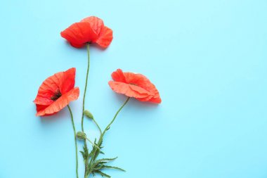 Renkli arkaplanda güzel kırmızı gelincik çiçekleri