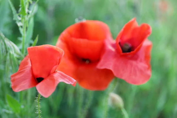 Bellissimi fiori di papavero rosso in campo verde — Foto Stock