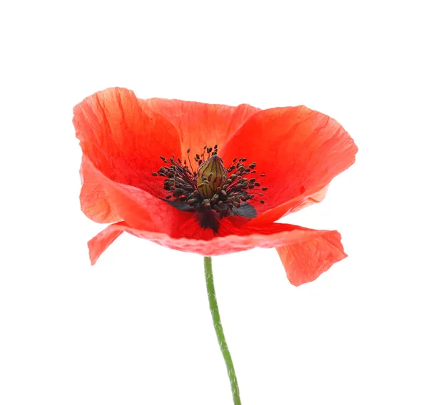 Mooie rode papaver bloem op witte achtergrond — Stockfoto