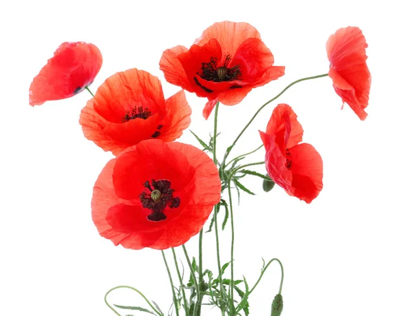 Hermosas flores de amapola roja sobre fondo blanco — Foto de Stock