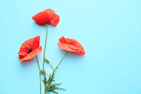 Beautiful red poppy flowers on color background — Stock Photo, Image