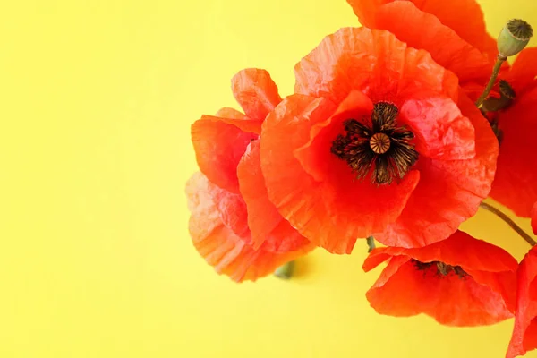 Beautiful red poppy flowers on color background — Stock Photo, Image