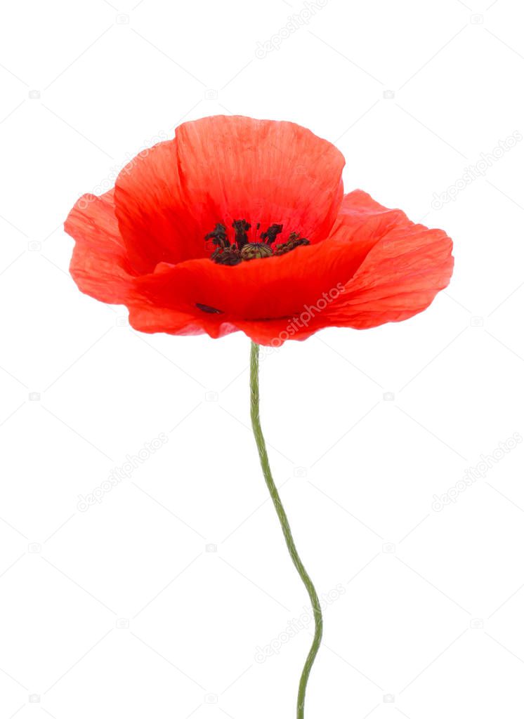 Beautiful red poppy flower on white background