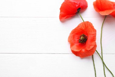 Beyaz ahşap arka plan üzerinde güzel kırmızı haşhaş çiçekleri