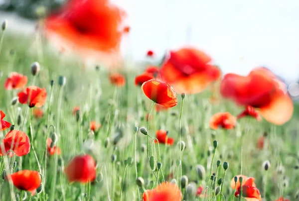Yeşil alanda güzel kırmızı haşhaş çiçekler — Stok fotoğraf