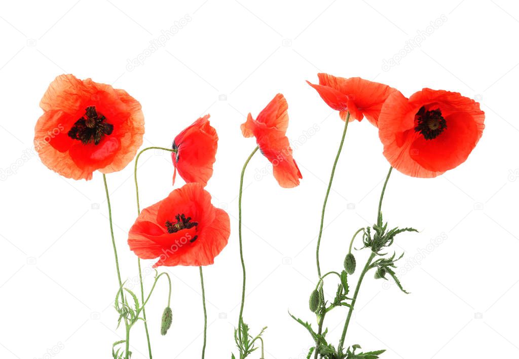 Beautiful red poppy flowers on white background