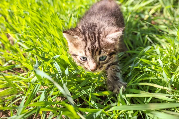 Roztomilá kočičko na zelené trávě venku — Stock fotografie