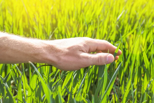 Man touching young wheat in green field — Stock Photo, Image