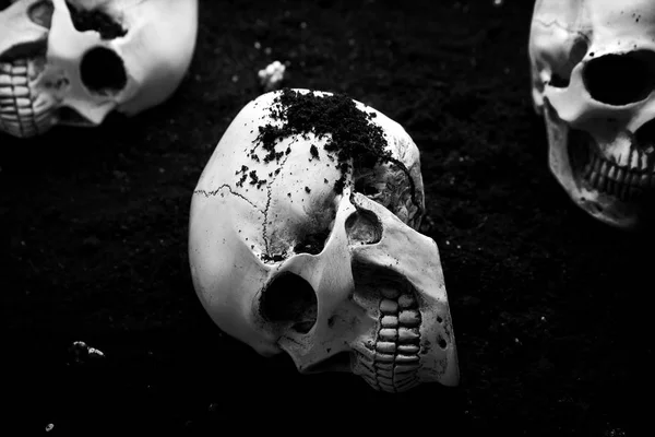 Human skulls on ground — Stock Photo, Image