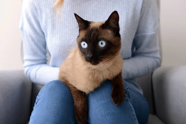 Mujer joven con lindo gato tailandés sentado en sillón — Foto de Stock