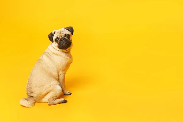 Teenage girl with cute pug dog on color background — Stock Photo, Image