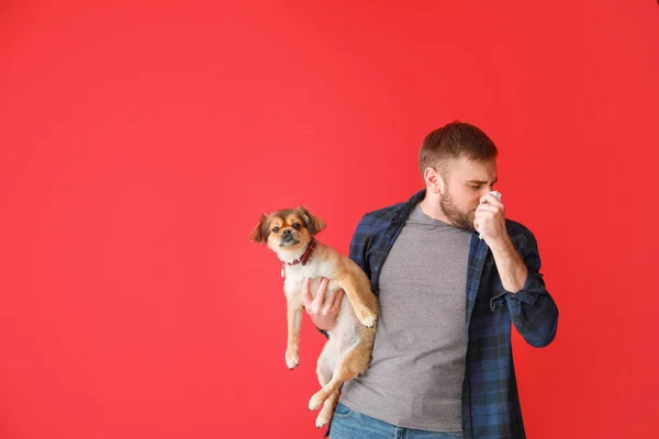 Man suffering from pet allergy on color background — Stock Photo, Image