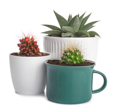 Beyaz arkaplandaki saksılarda yeşil sulular