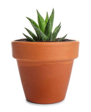 Beyaz arkaplanda yeşil sulu tencere