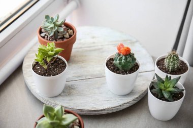 Pencerenin yanındaki masada tencerelerde yeşil sulu