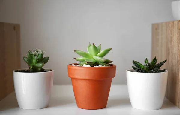 Green succulents in pots on shelf — Stock Photo, Image