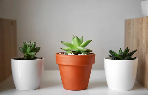 Succulente verde in vaso sullo scaffale — Foto Stock