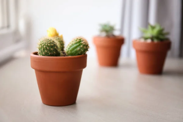 Kaktus hijau dalam pot di atas meja — Stok Foto