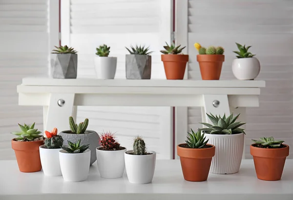 Green succulents in pots on white shelves — Stock Photo, Image