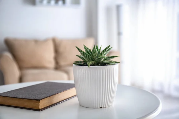 Green succulent in pot with book on table in room — Stock Photo, Image