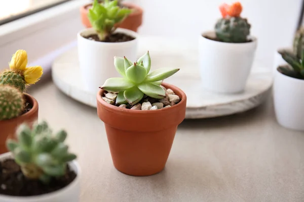 Green succulent in pot on table — Stock Photo, Image