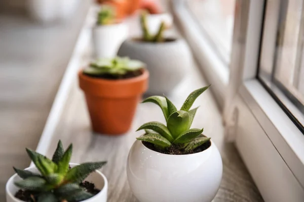 Green succulents in pots on windowsill