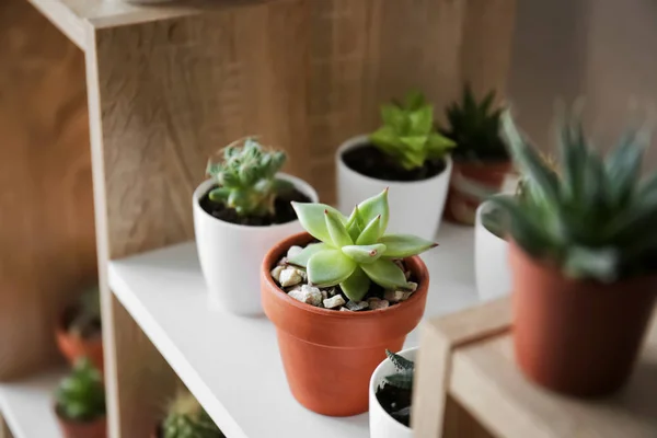 Green succulents in pots on shelf — Stock Photo, Image