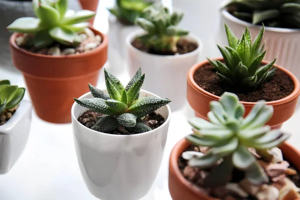 Green succulents in pots on white table — Stock Photo, Image