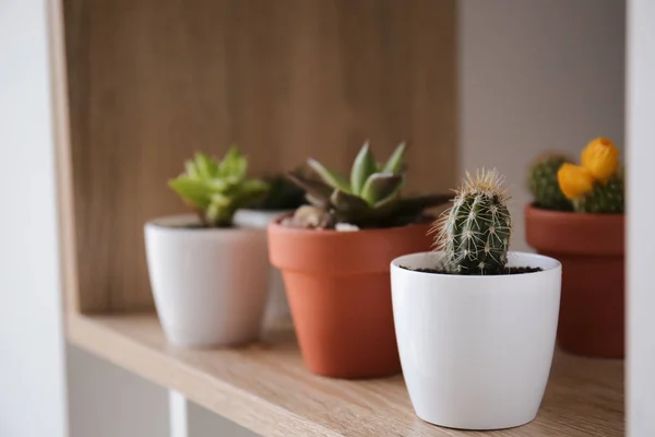 Green succulents in pots on shelf — Stock Photo, Image