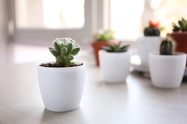 Green succulent in pot on table — Stock Photo, Image