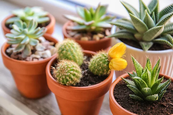 Green succulents in pots on windowsill — Stock Photo, Image