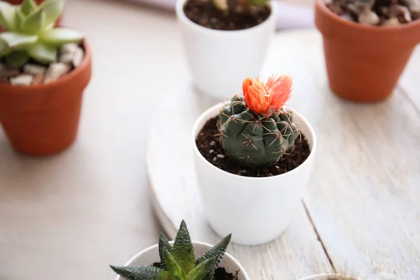 Green cactus in pot on table — Stock Photo, Image