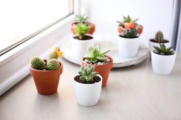 Green succulents in pots on table near window — Stock Photo, Image